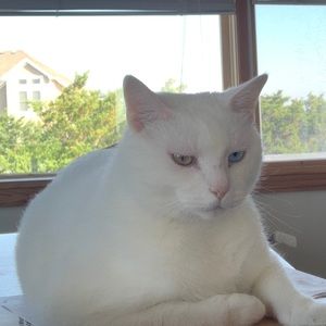 Meet your Posher, Crystal